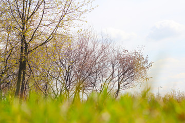 Obraz premium Spring park