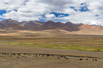 Tibet landscape with yaks and mountains.