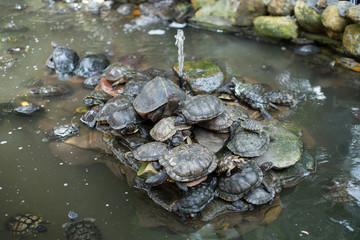 Fototapeta na wymiar Group of slider turtles sitting on a stone