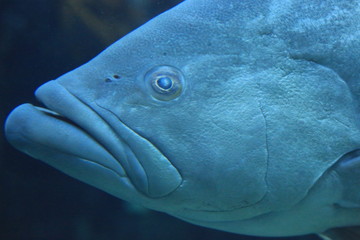Giant grouper