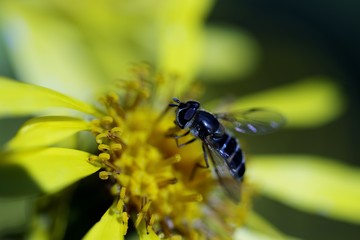 花とクロヒラタアブ