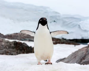  Een Ezelspinguïn op Antarctica. © hakat