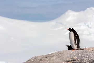 Rolgordijnen Two Gentoo penguins in Antarctica. © hakat