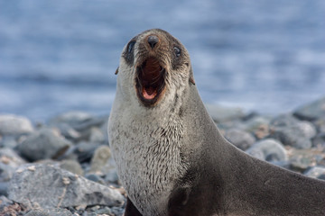 Fototapeta premium An Antarctica fur seal in Antarctica.