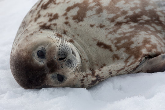 A Grey Weddell seal resting in Antarctica.