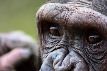 Chimpanzee