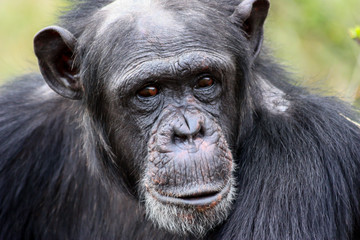 Chimpanzee