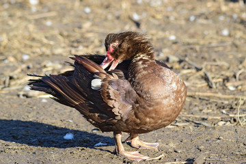 The musky duck