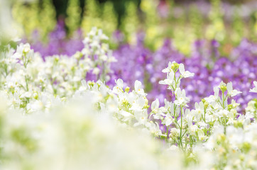 Linaria, toadflax / リナリア　ヒメキンギョソウ　姫金魚草　グッピー