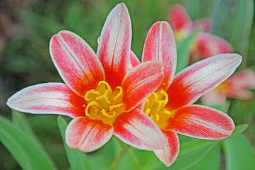 Fototapeta premium zwergtulpen blüte