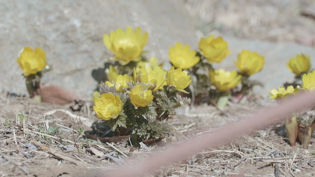 Flowers of Amur adonis,in Showa Memorial Park,Tokyo,Japan,Filmed in 4K