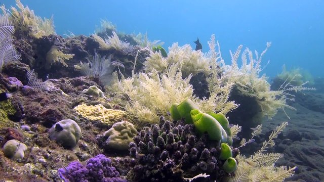 Sea squirt Ascidiae in wonderful coral reef