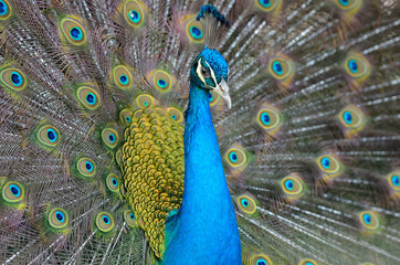 Obraz premium Portrait of beautiful peacock with feathers out..