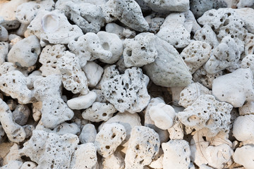 Dried corals collected on the shore of the island in the Andaman