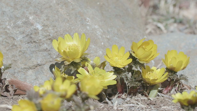 Flowers of Amur adonis,in Showa Memorial Park,Tokyo,Japan,Filmed in 4K