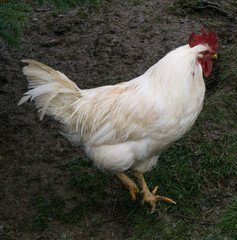 Naklejka na ściany i meble hens fair farm free running. cock