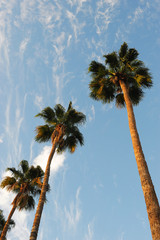 low angle view of palm tree in the morning sunlight