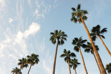 lage hoekmening van palmboom in het ochtendzonlicht