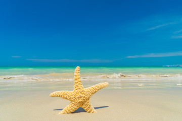 Fototapeta na wymiar Starfish at the beach