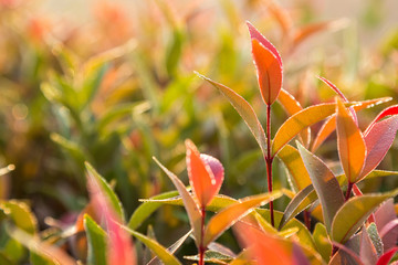 Australian Rose Apple or Brush Cherry