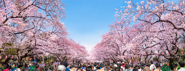 Naklejka premium Kwiaty wiśni w Tokio w parku Ueno wiosną