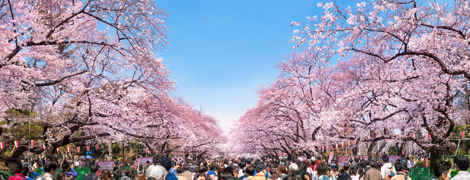 Kirschblüten in Tokyo im Ueno Park im Frühling
