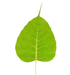 Sacred fig leaf (Ficus religiosa L. , Pipal Tree, Bohhi Tree, Bo - 102708691