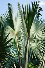 Palm tree