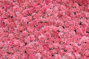 Obraz premium tło różowy kwiat goździka