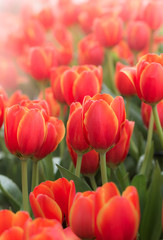 Fototapeta premium orange Tulip