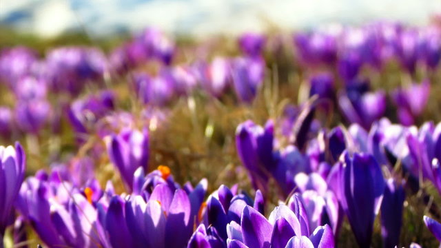 Meadow full of croccus vernus - close up and tilt down
