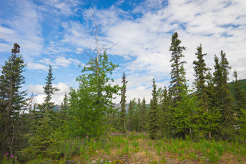 Hiking Path in Alaska Pines