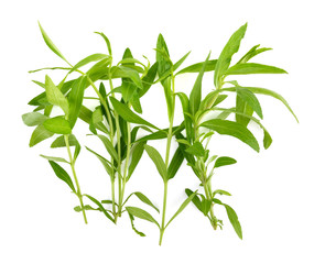 Tarragon herbs on white background
