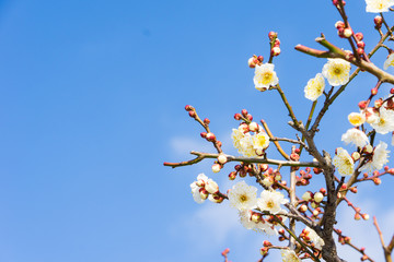 plum blossom and blue sky