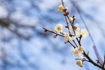 plum blossom