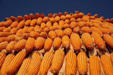 Corns