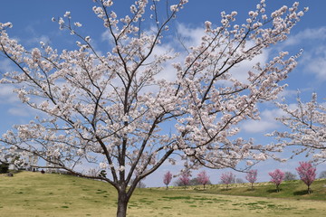 Fototapeta premium サクラ／満開の桜を撮影した、春イメージの写真です。