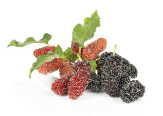 Mulberry isolated on white background