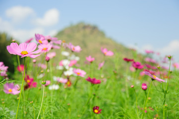 Cosmos flower