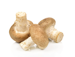 Shiitake mushroom on the White background