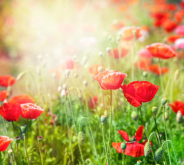 bright red poppies, close-up, in a beautiful sunset light