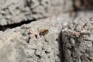 Biene