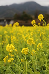 Obraz premium 菜の花畑