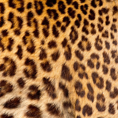 Real jaguar skin