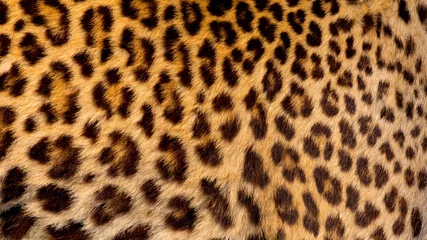 Fototapeten Echte Jaguarhaut © piyagoon
