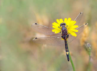 Libelle - eine Kleine Moosjungfer auf einer Blüte