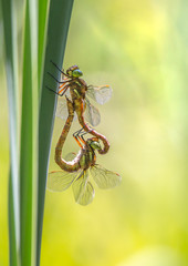 Libellen - Mosaikjungfern bei der Paarung
