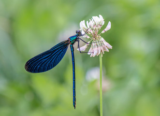 Eine Prachtlibelle am Klee