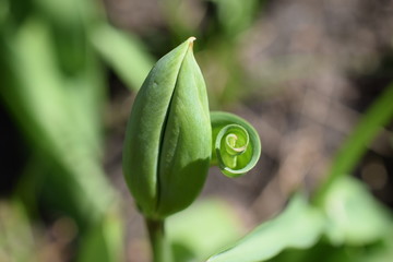 Tulpenknospe
