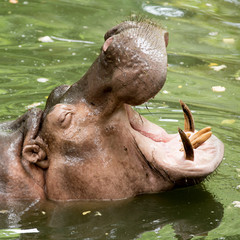Hippopotamus feeding in a zoo